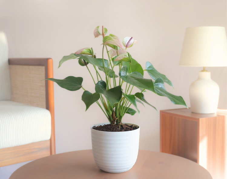 Anthurium