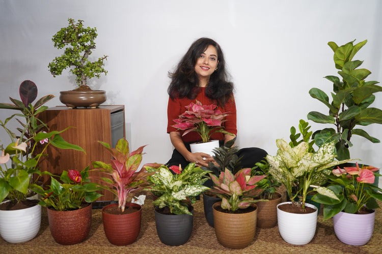 Aglaonema