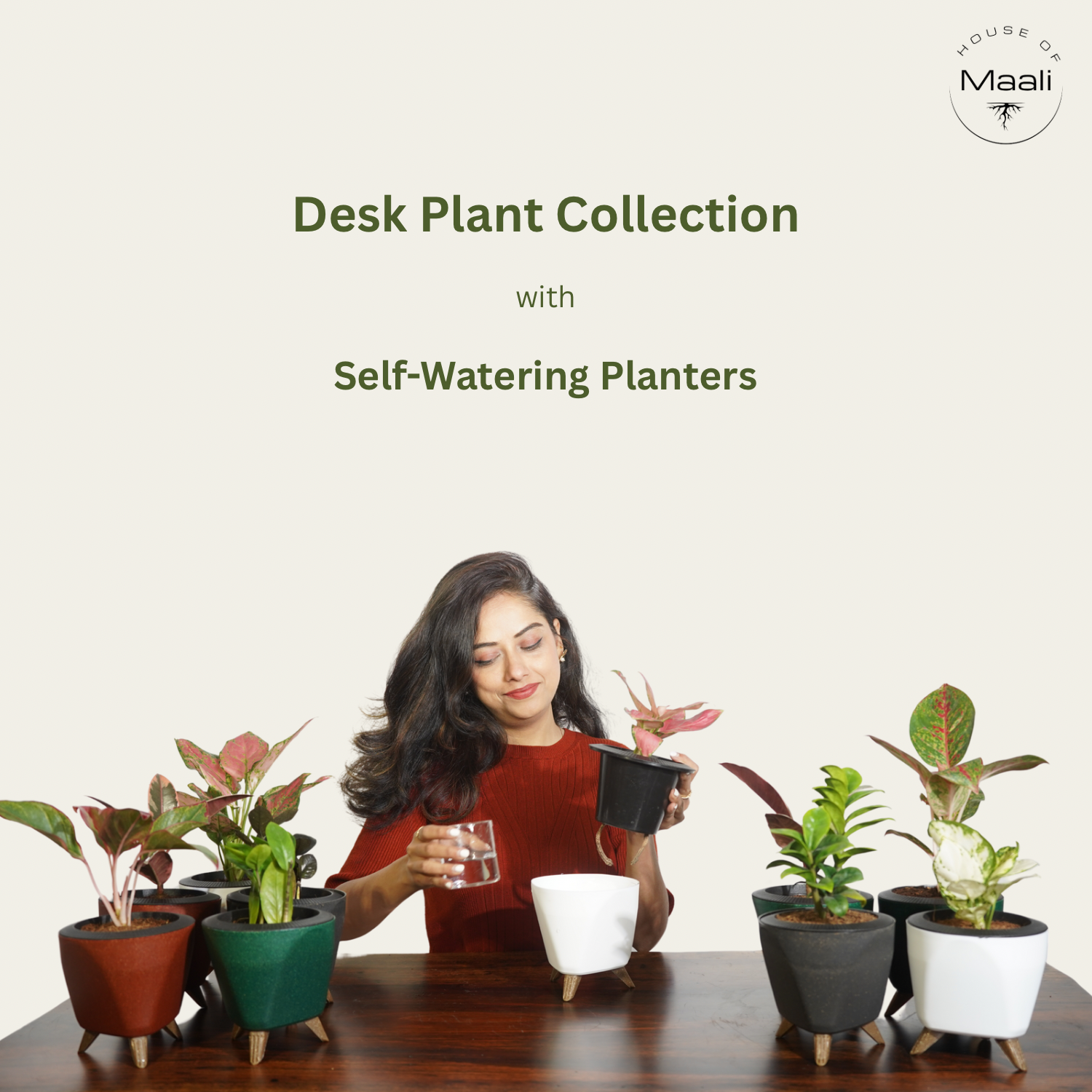 Desk Plant Collection