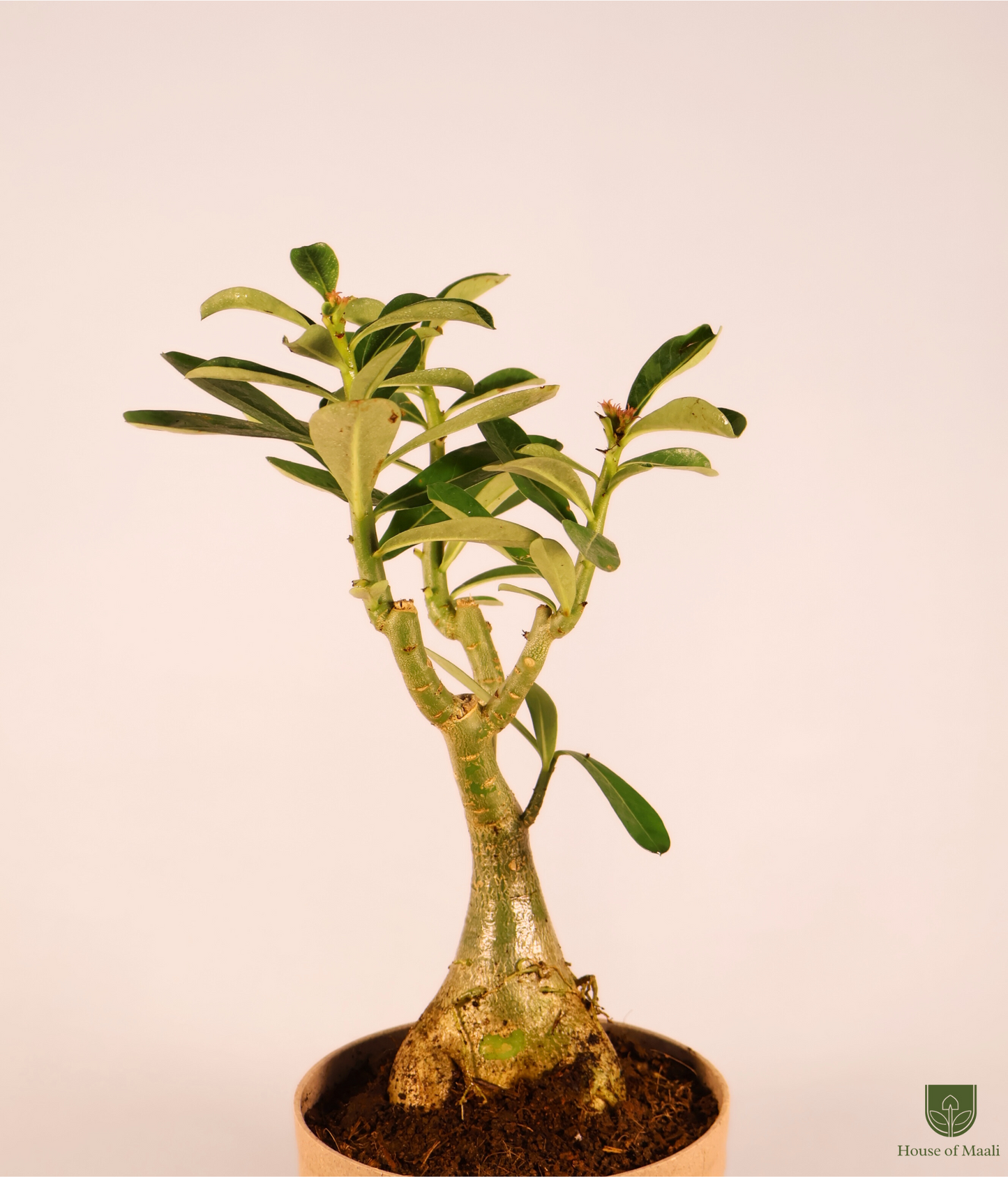 Adenium (Desert Rose) + 14cm Cream Recycled Plastic Planter