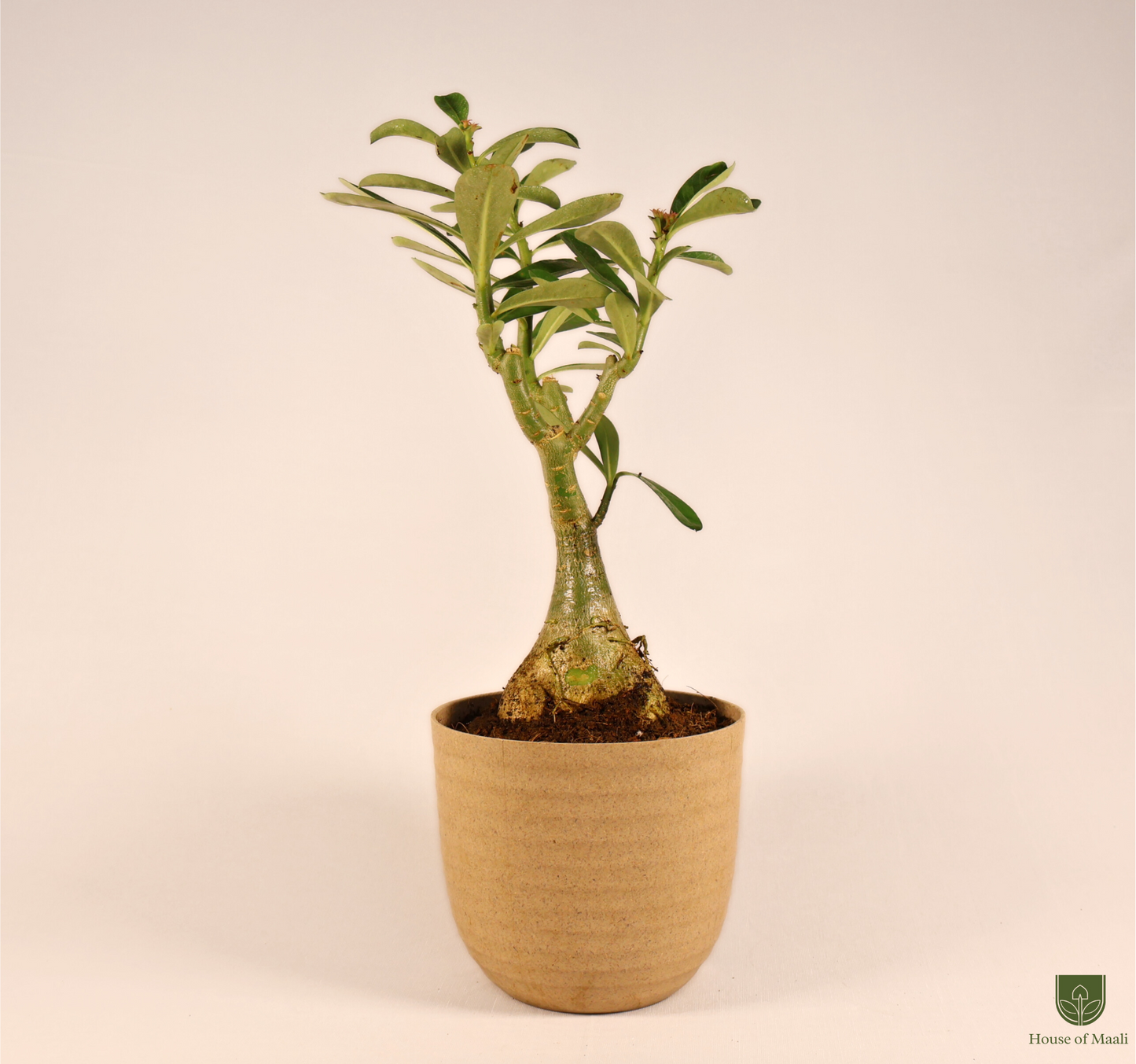 Adenium (Desert Rose) + 14cm Cream Recycled Plastic Planter