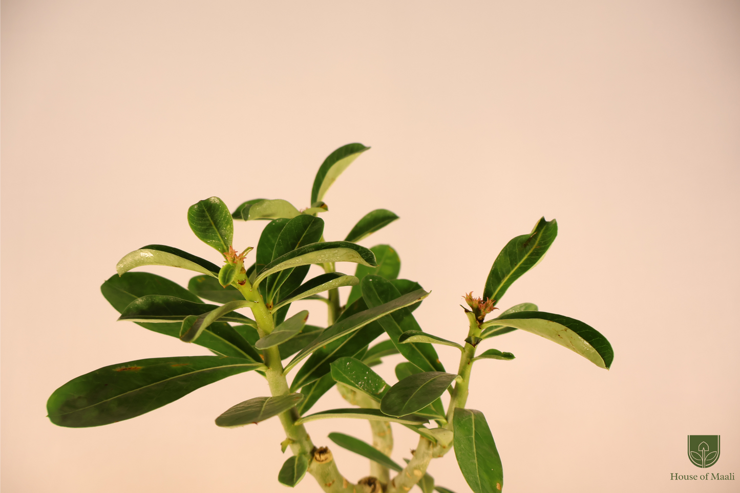 Adenium (Desert Rose) + 14cm Cream Recycled Plastic Planter