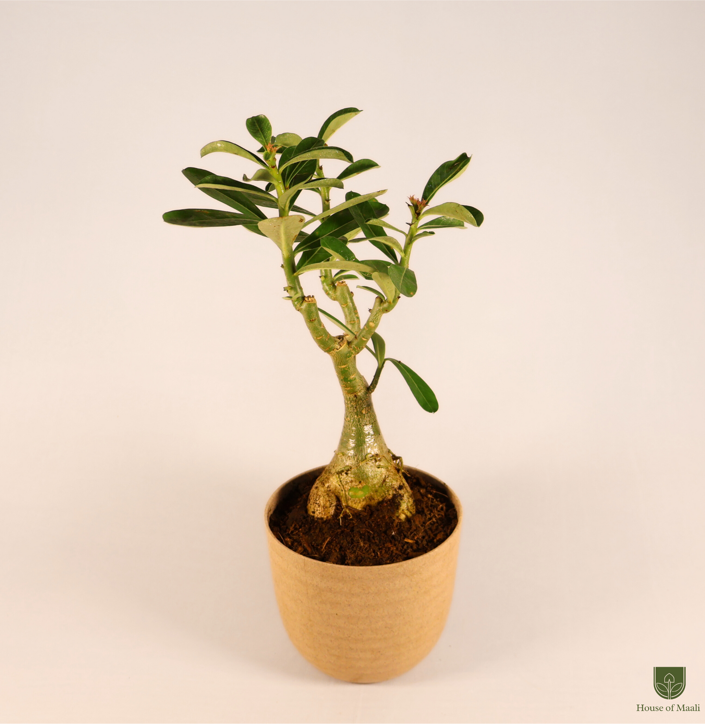 Adenium (Desert Rose) + 14cm Cream Recycled Plastic Planter