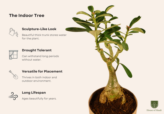 Adenium (Desert Rose) + 14cm Cream Recycled Plastic Planter