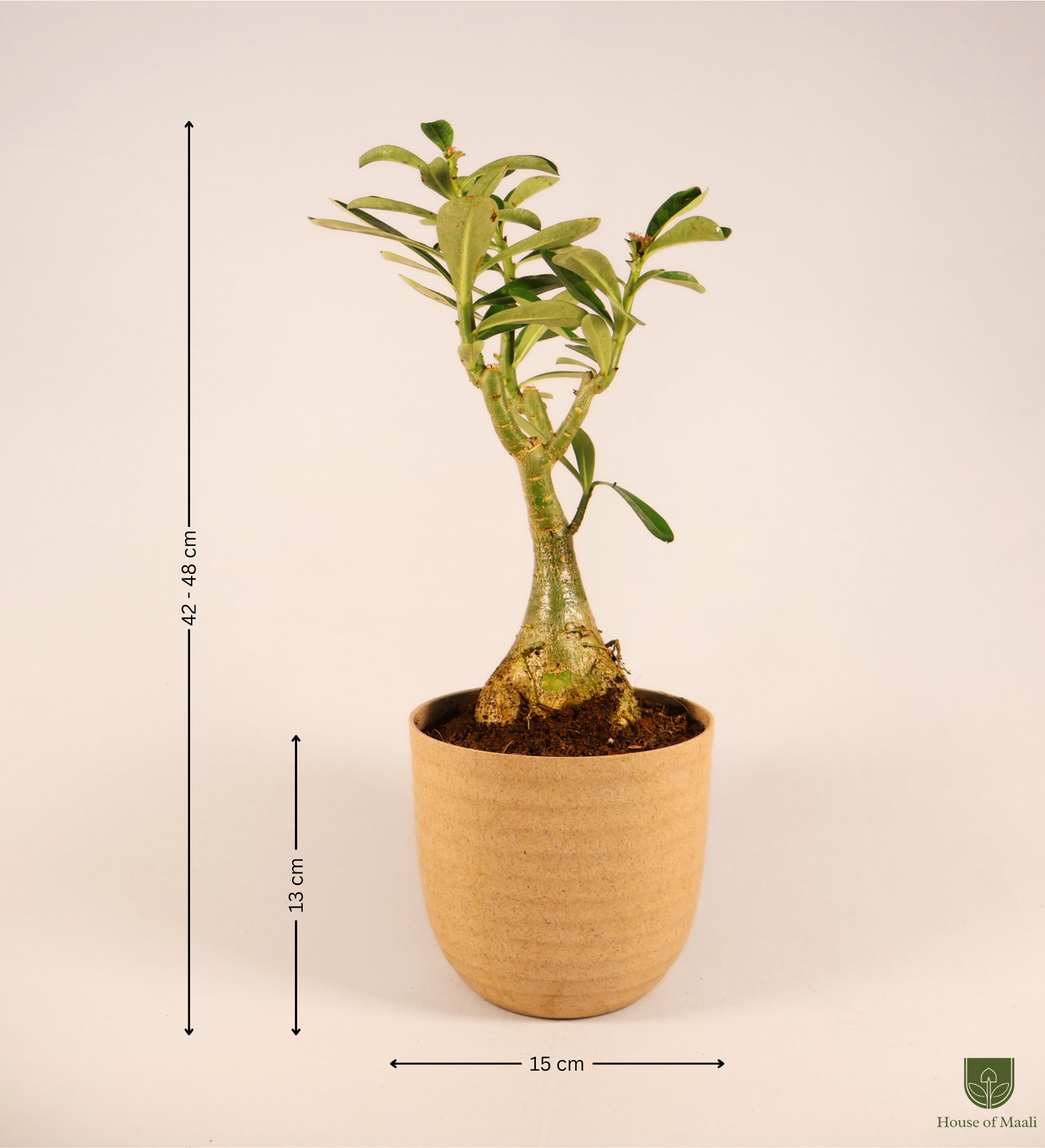 Adenium (Desert Rose) + 14cm Cream Recycled Plastic Planter