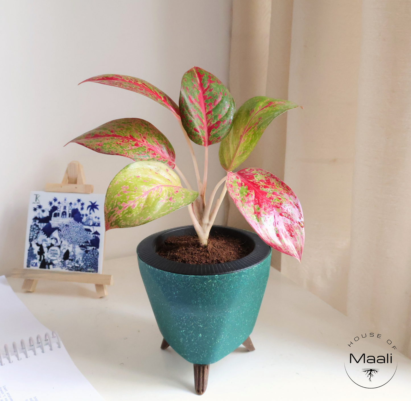 Aglaonema - Star Dust + 13cm Green Self-watering Desk Planter