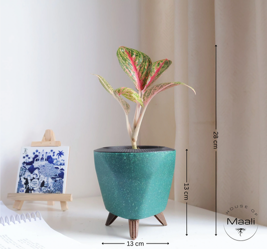 Aglaonema - Golden Powder + 13cm Green Self-Watering Recycled Plastic Planter