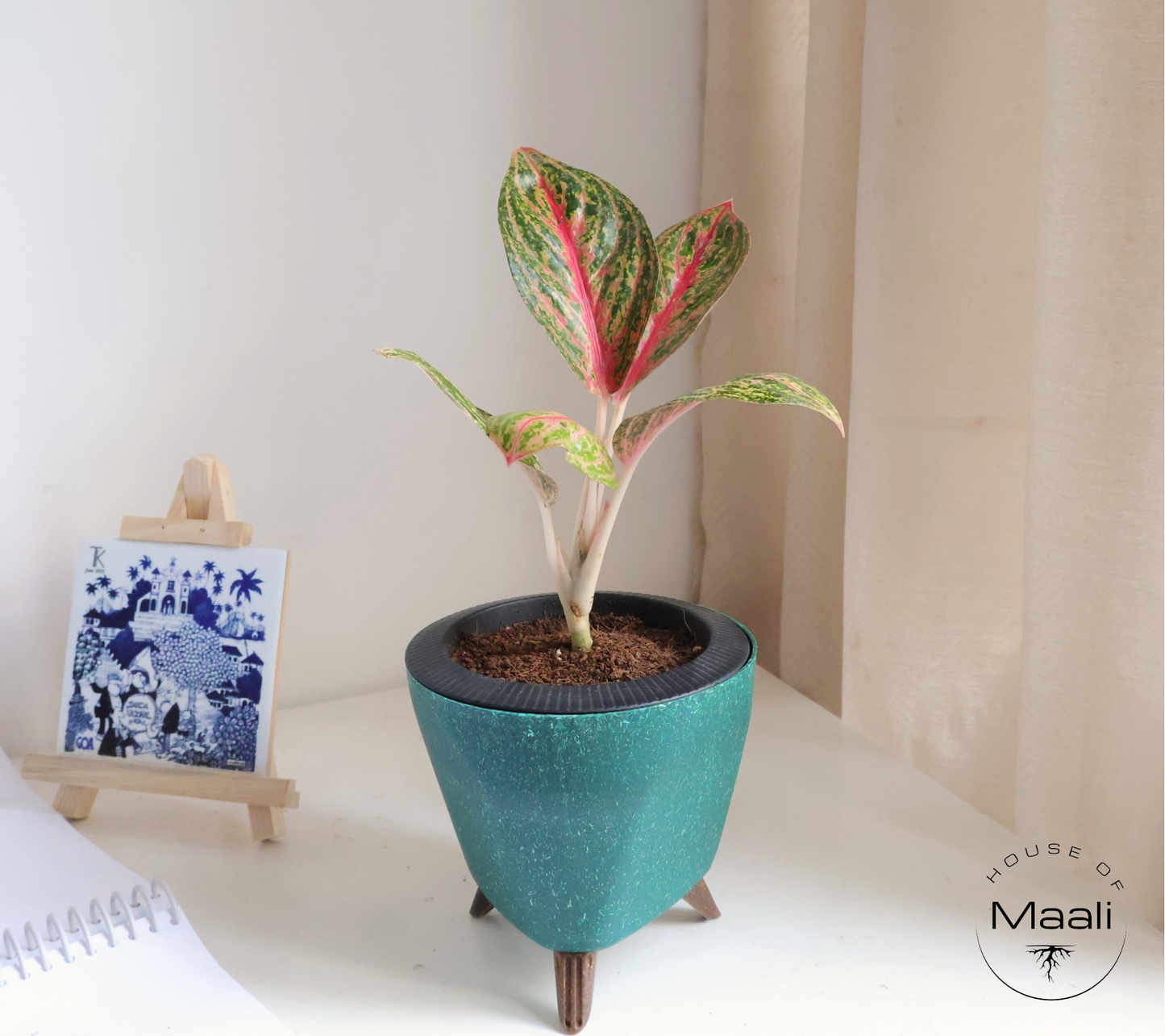 Aglaonema - Golden Powder + 13cm Green Self-Watering Recycled Plastic Planter