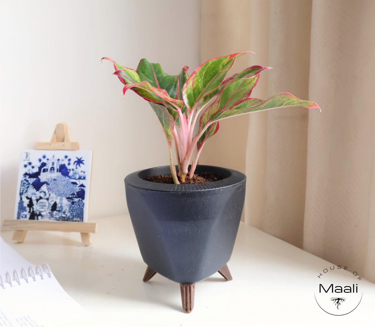 Aglaonema - Red Lipstick + 13cm Black Self-Watering Recycled Plastic Planter