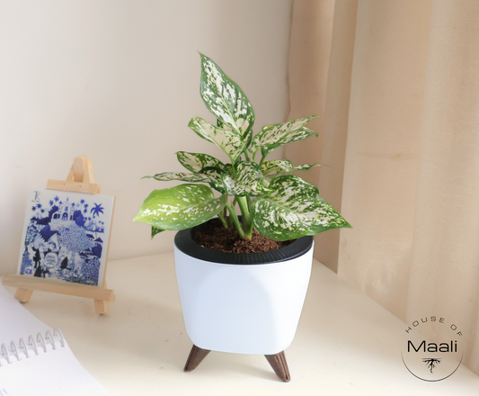 Aglaonema - Snow White + 13cm White Self-Watering Desk Planter