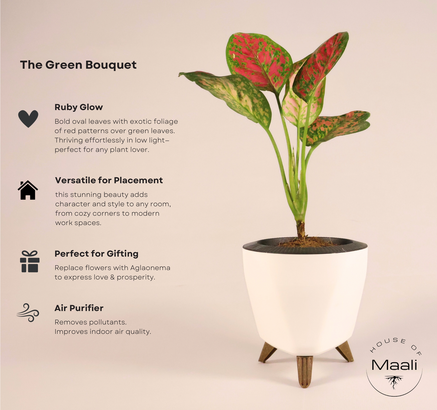 Aglaonema - Anjuman + 13cm White Self-Watering Recycled Plastic Planter