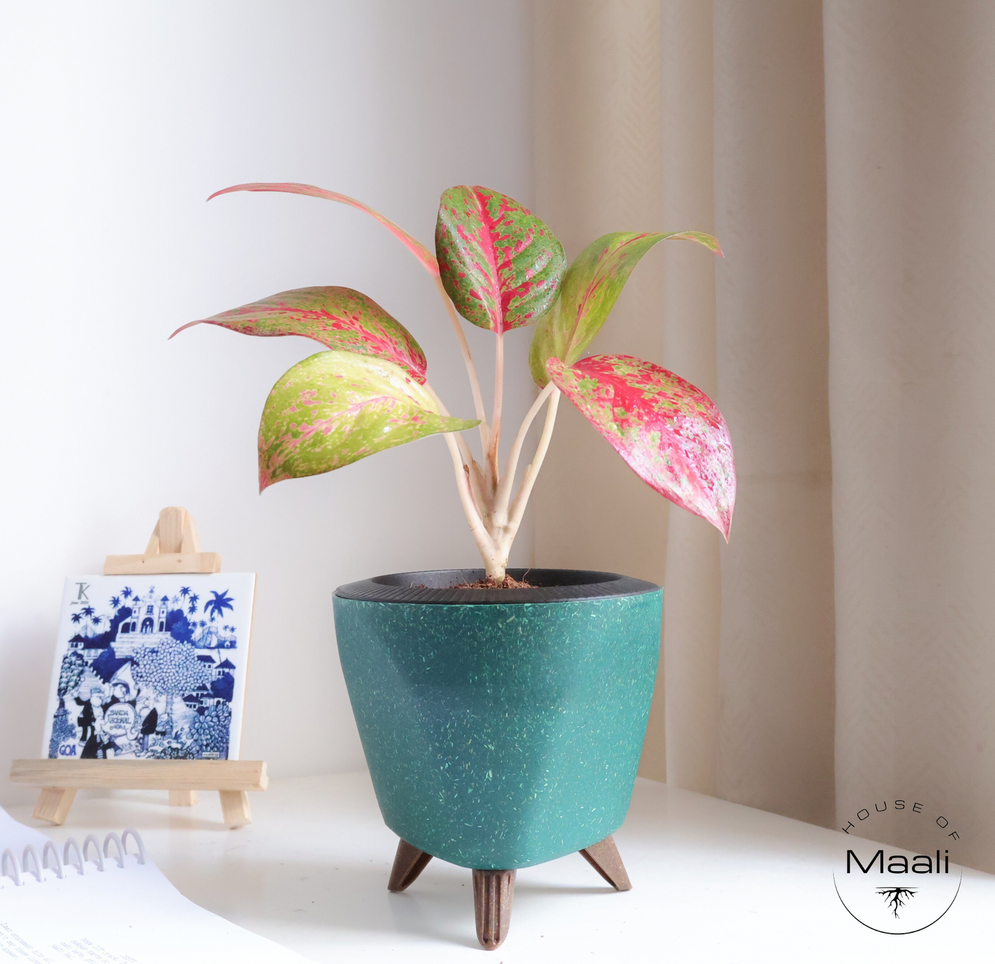 Aglaonema - Star Dust + 13cm Green Self-watering Desk Planter