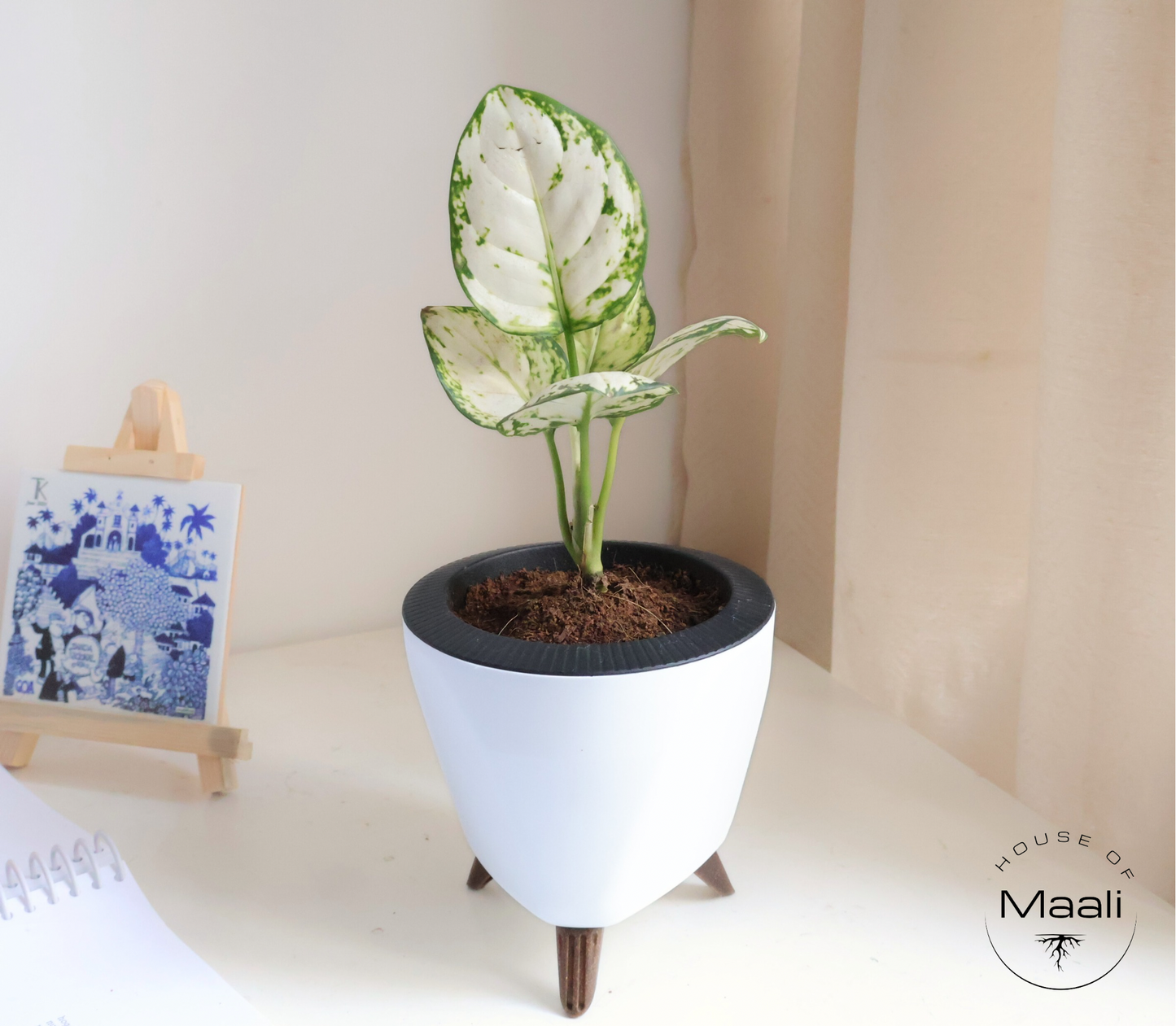 Aglaonema - Super White + 13cm White Self-Watering Desk Planter