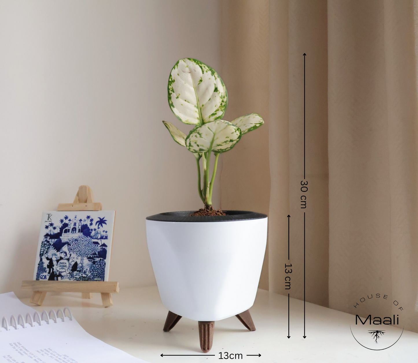 Aglaonema - Super White + 13cm White Self-Watering Desk Planter