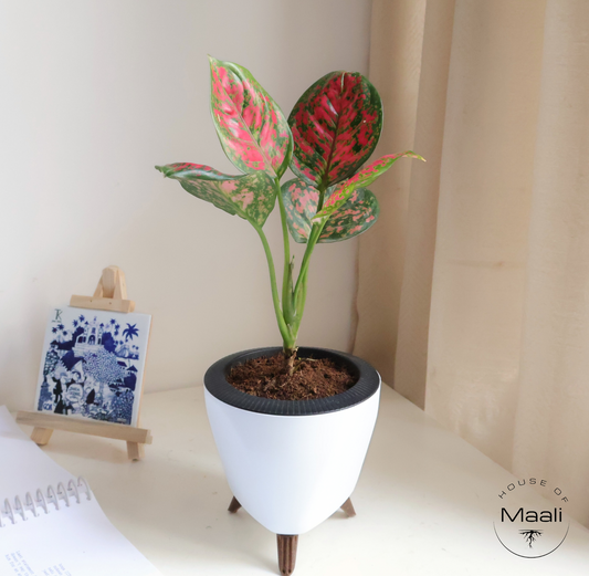 Aglaonema - Anjuman + 13cm White Self-Watering Recycled Plastic Planter