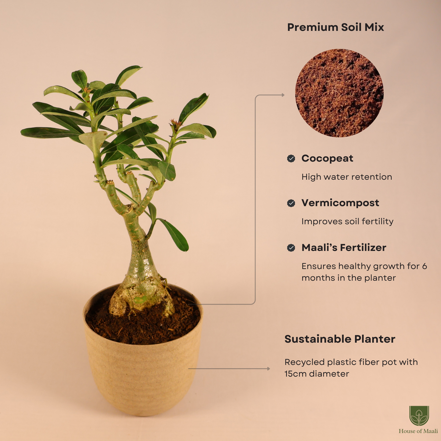 Adenium (Desert Rose) + 14cm Cream Recycled Plastic Planter