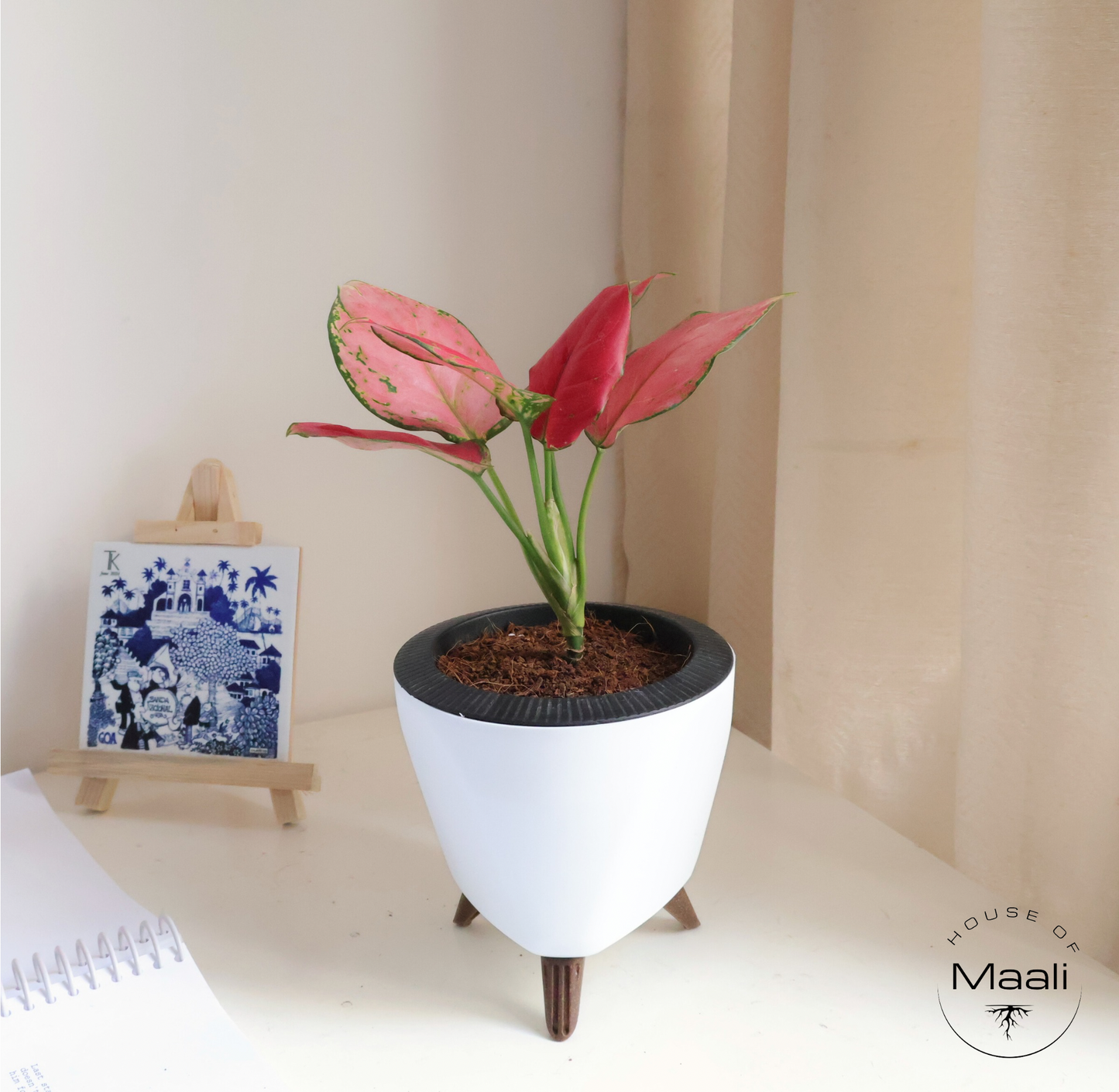 Aglaonema - Diamond Red + 13cm White Self-watering Desk Planter