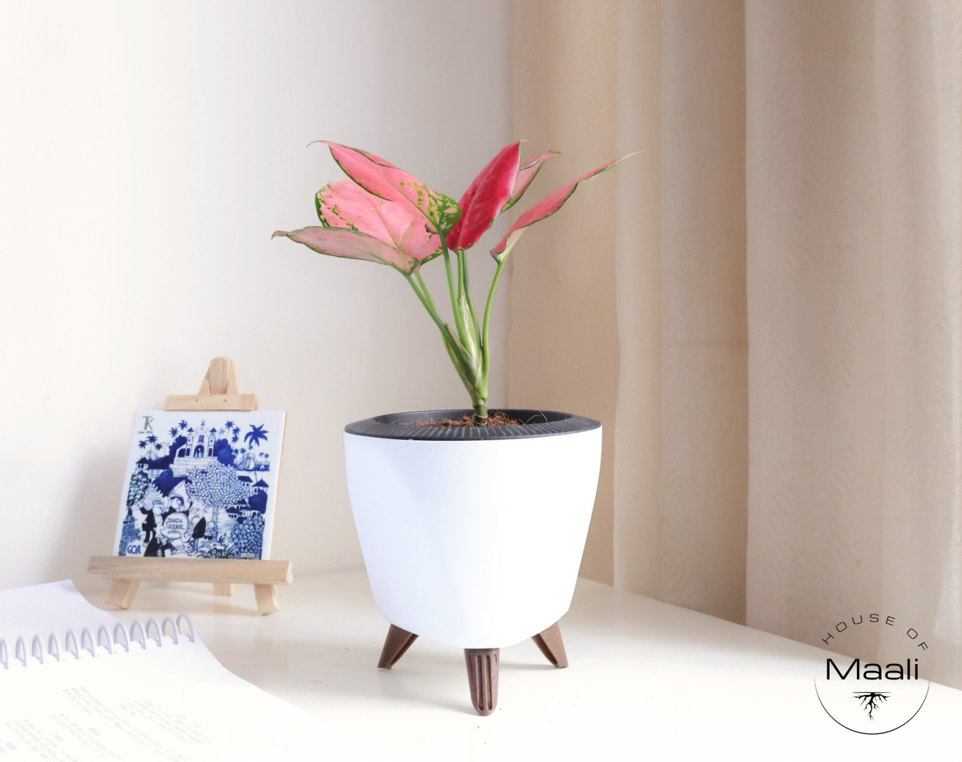 Aglaonema - Diamond Red + 13cm White Self-watering Desk Planter