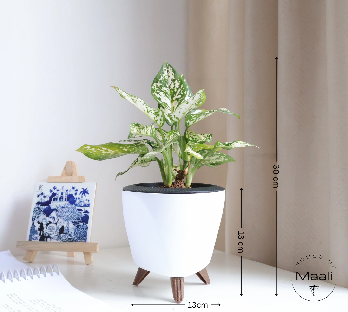 Aglaonema - Snow White + 13cm White Self-Watering Desk Planter