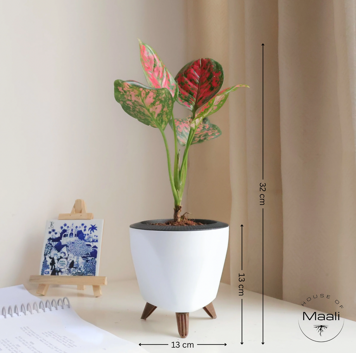 Aglaonema - Anjuman + 13cm White Self-Watering Recycled Plastic Planter