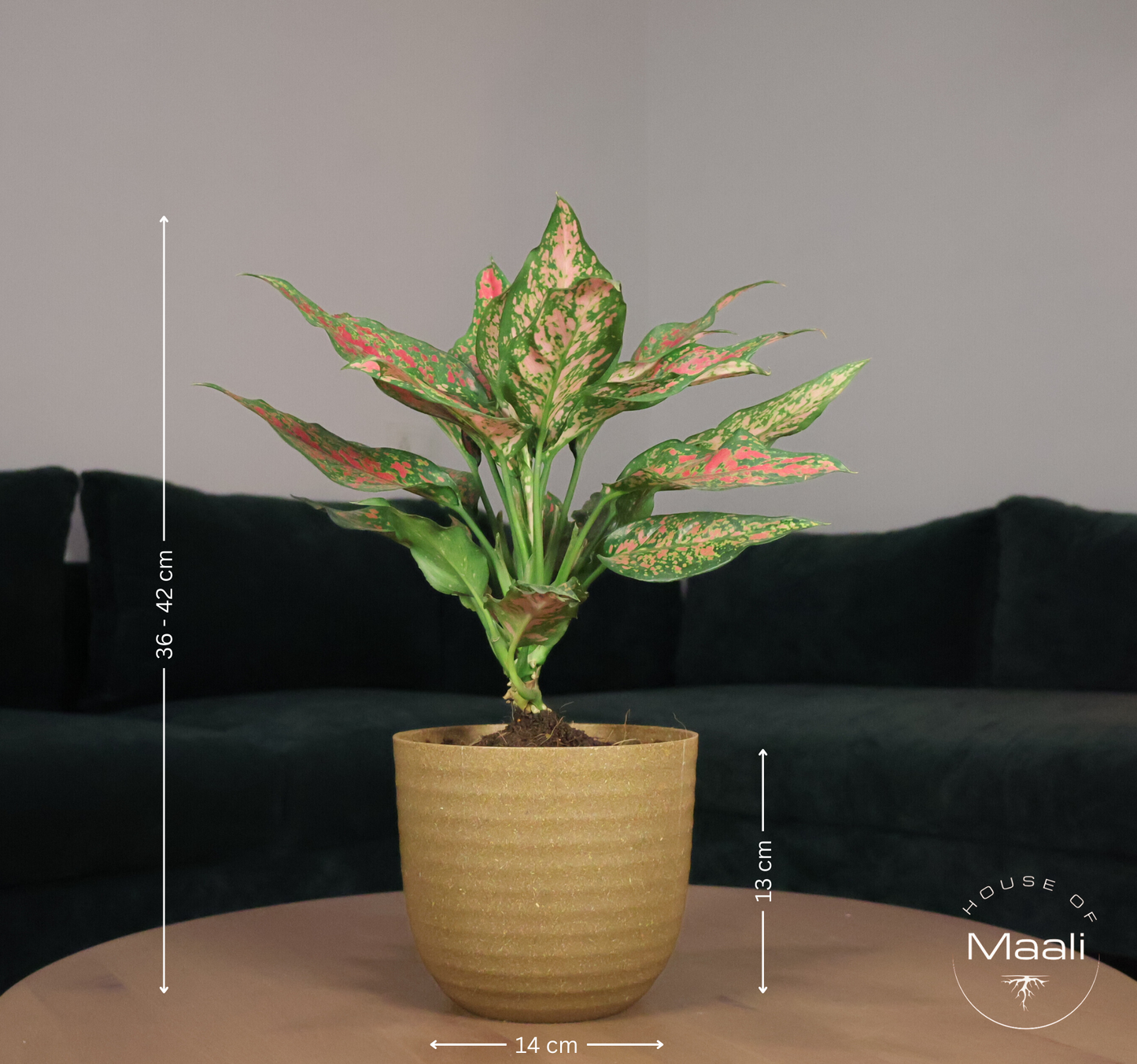 Aglaonema - Pink Beauty (Large) with 14cm Brown Recycled Plastic Planter