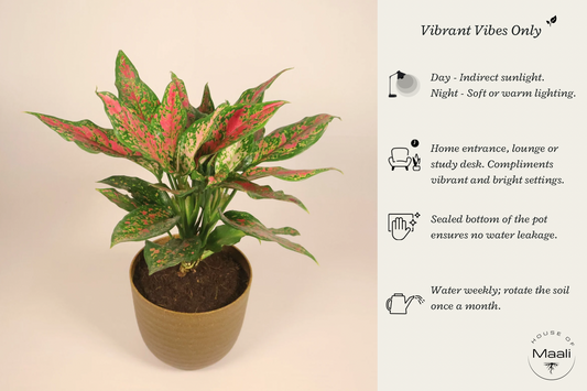 Aglaonema - Pink Beauty (Large) with 14cm Brown Recycled Plastic Planter