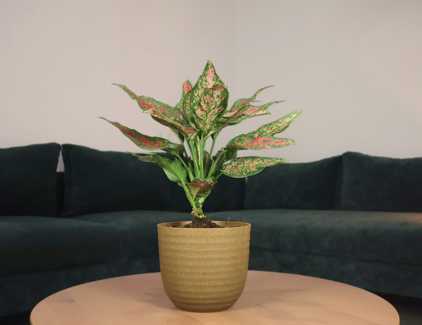 Aglaonema - Pink Beauty (Large) with 14cm Brown Recycled Plastic Planter