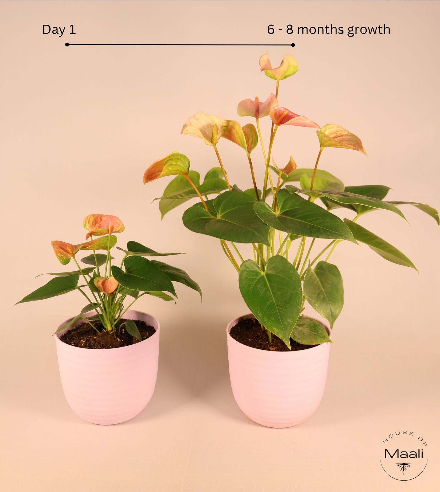 Anthurium - Pink (Extra Large) + 14cm Pink Recycled Plastic Planter