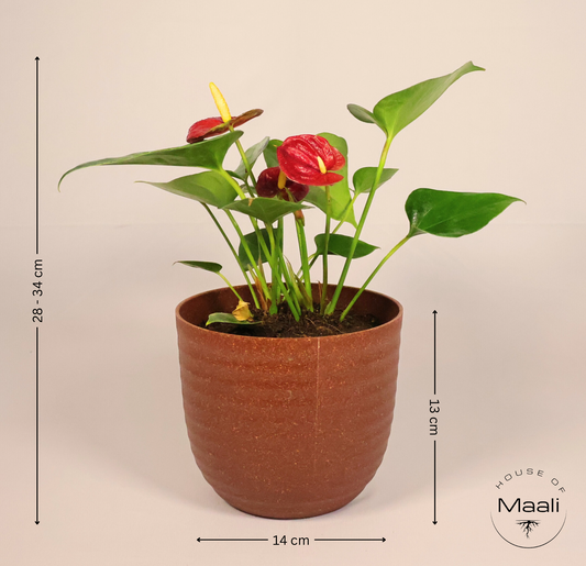 Anthurium - Red (Large) + 14cm Red Recycled Plastic Planter