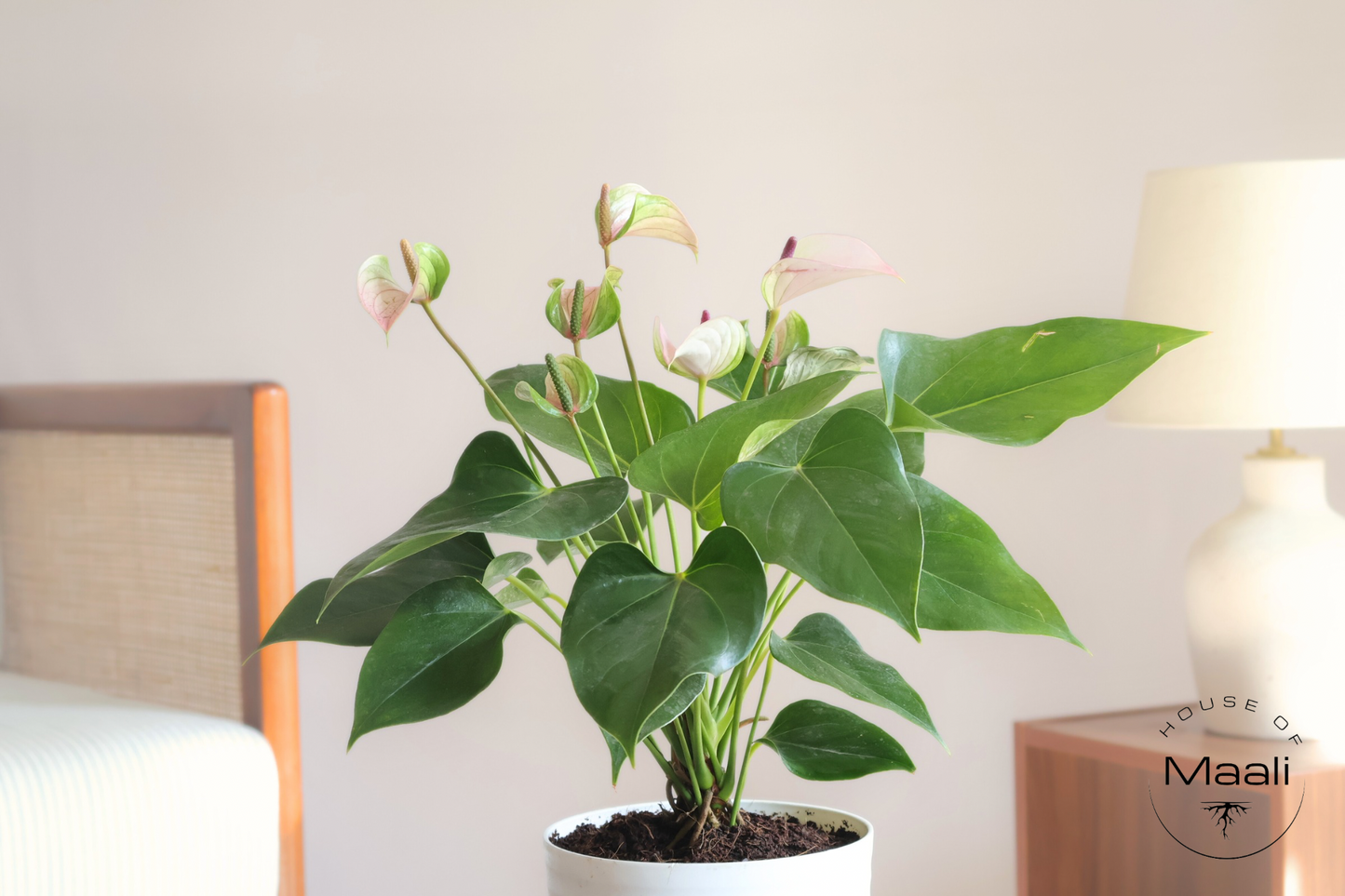 Anthurium - White (Large) + 14cm Matte White Recycled Plastic Planter