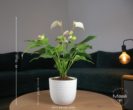 Anthurium - White (Large) + 14cm Matte White Recycled Plastic Planter