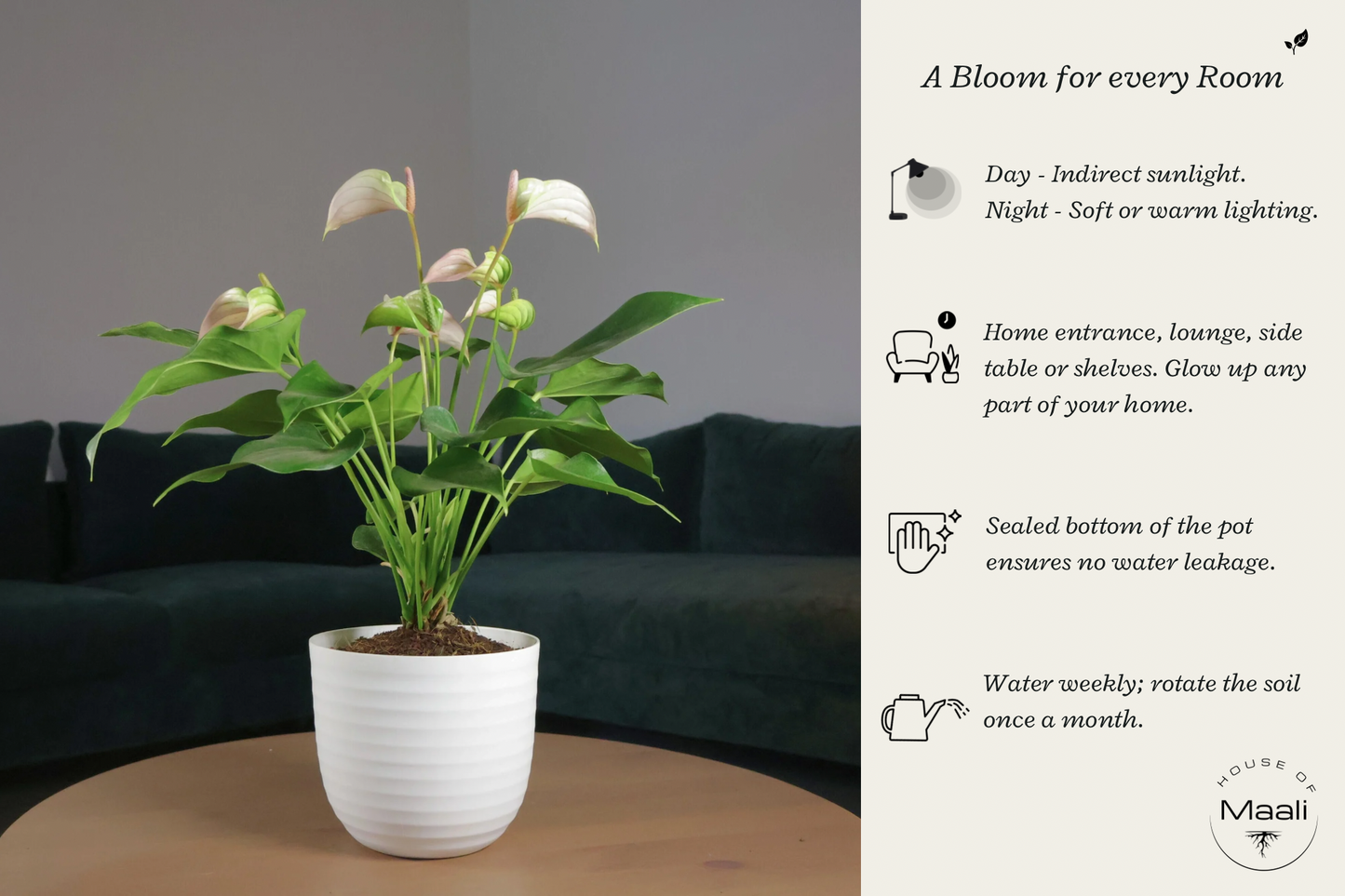Anthurium - White (Large) + 14cm Matte White Recycled Plastic Planter