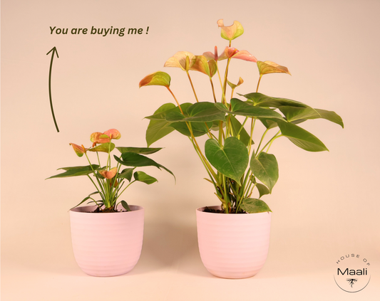 Anthurium - Pink (Extra Large) + 14cm Pink Recycled Plastic Planter