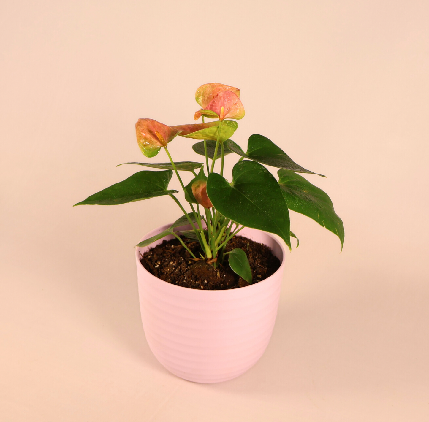 Anthurium - Pink (Extra Large) + 14cm Pink Recycled Plastic Planter