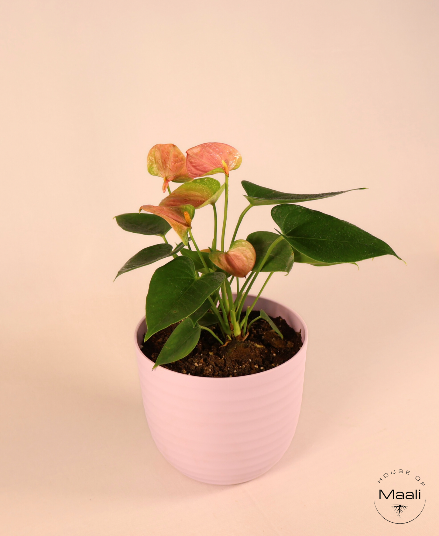 Anthurium - Pink (Extra Large) + 14cm Pink Recycled Plastic Planter