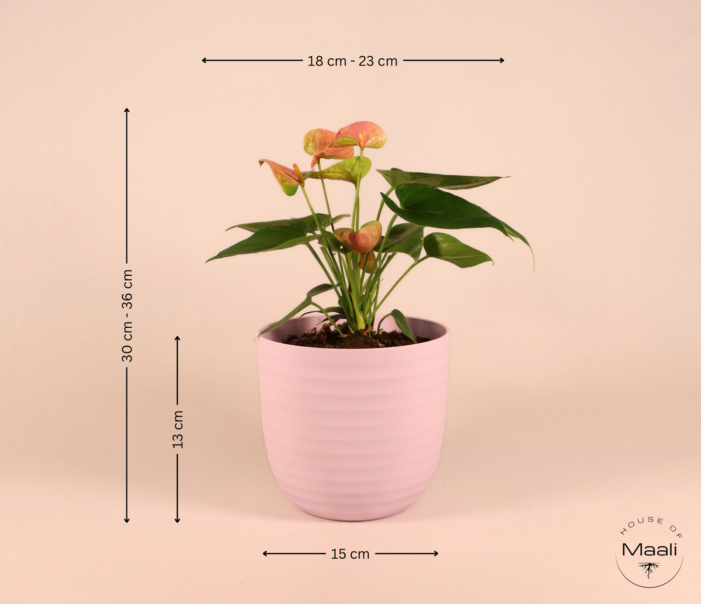 Anthurium - Pink (Extra Large) + 14cm Pink Recycled Plastic Planter