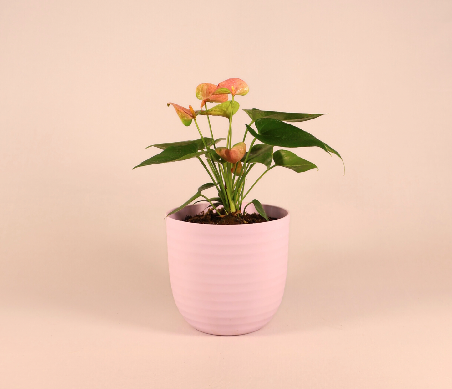 Anthurium - Pink (Extra Large) + 14cm Pink Recycled Plastic Planter