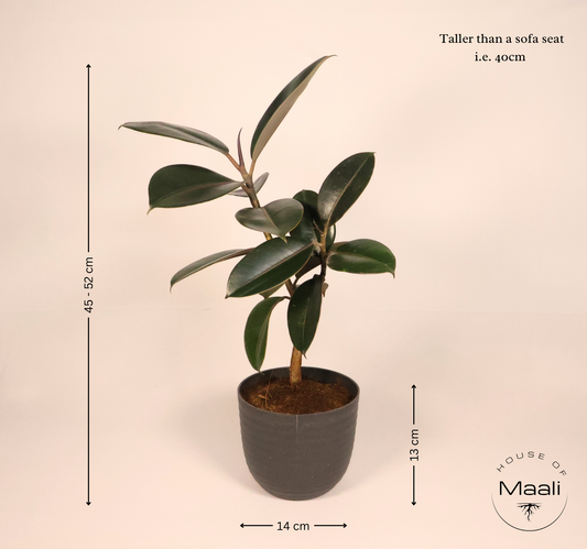 Rubber Plant - Black (Large) with 14cm Black recycled plastic planter