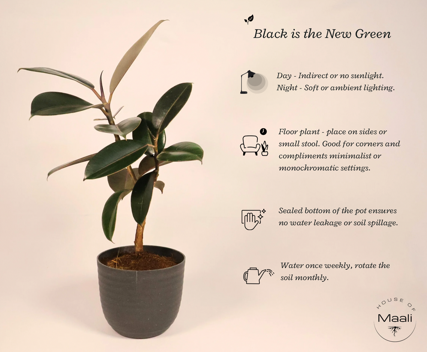 Rubber Plant - Black (Large) with 14cm Black recycled plastic planter
