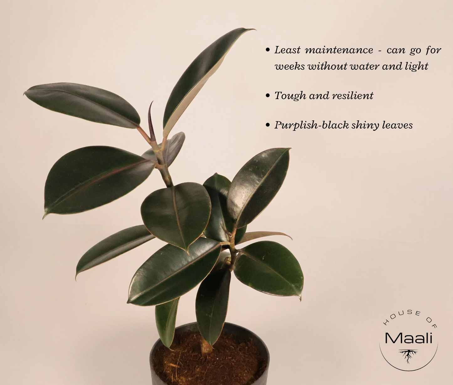 Rubber Plant - Black (Large) with 14cm Black recycled plastic planter