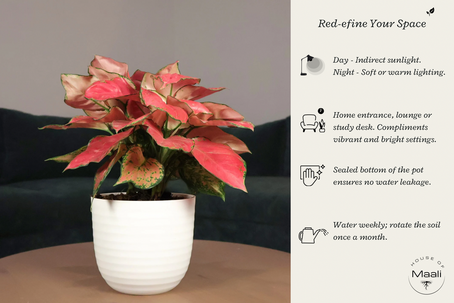 Aglaonema - Diamond Red (Large) + 14cm White Eco-Friendly Planter
