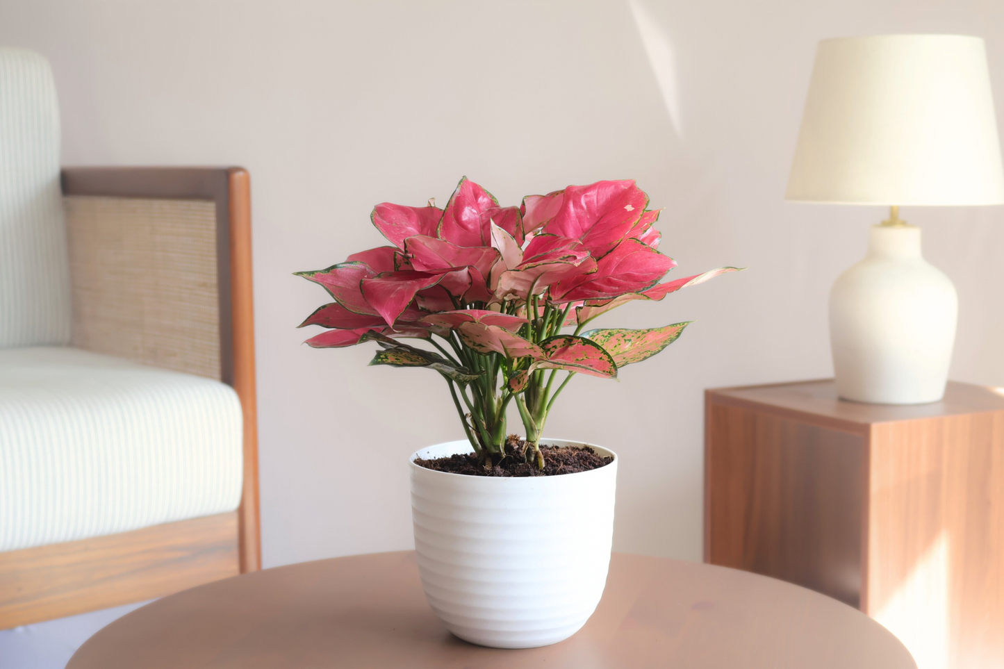 Aglaonema - Diamond Red (Large) + 14cm White Eco-Friendly Planter
