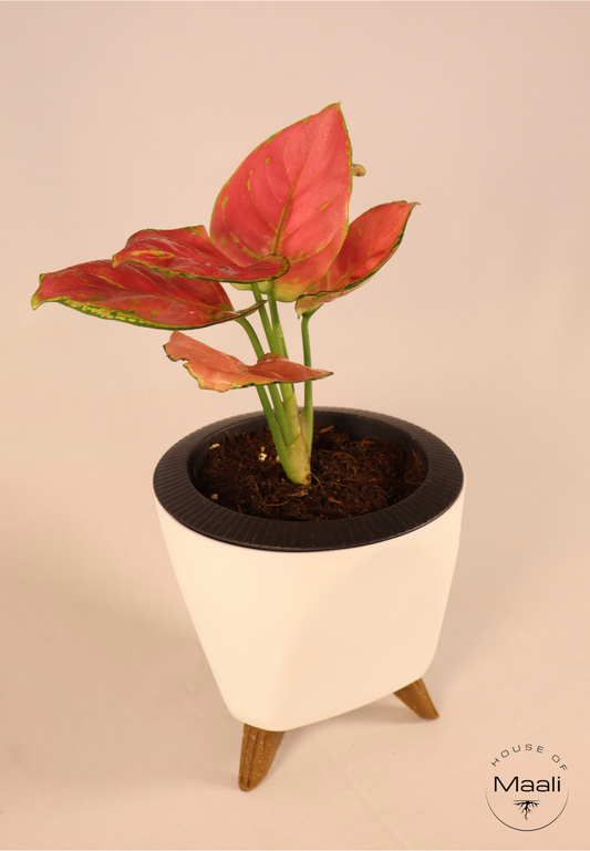 Aglaonema - Diamond Red + 13cm White Self-watering Desk Planter
