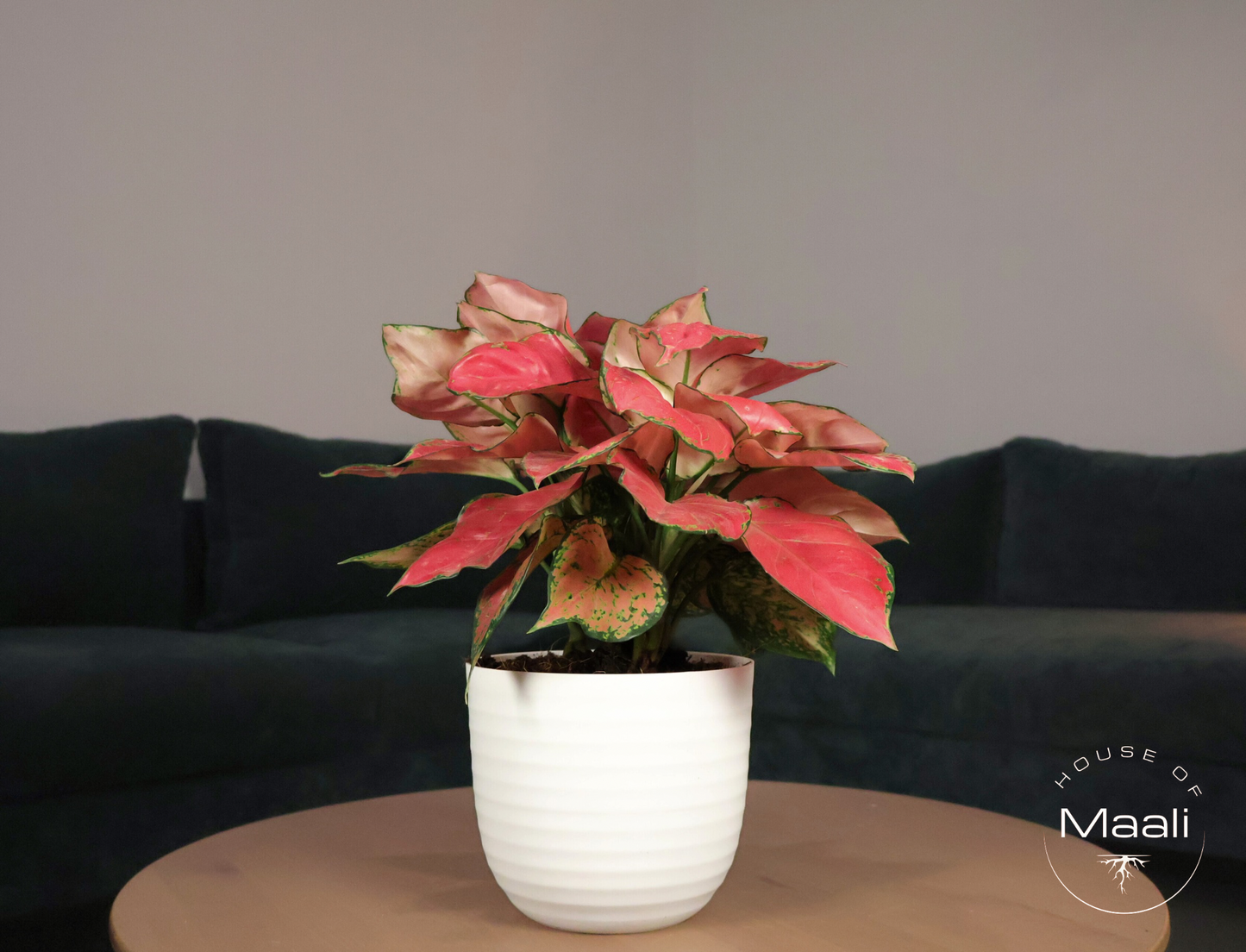 Aglaonema - Diamond Red (Large) + 14cm White Eco-Friendly Planter