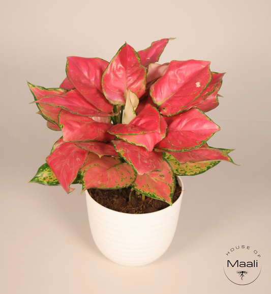 Aglaonema - Diamond Red (Large) + 14cm White Eco-Friendly Planter