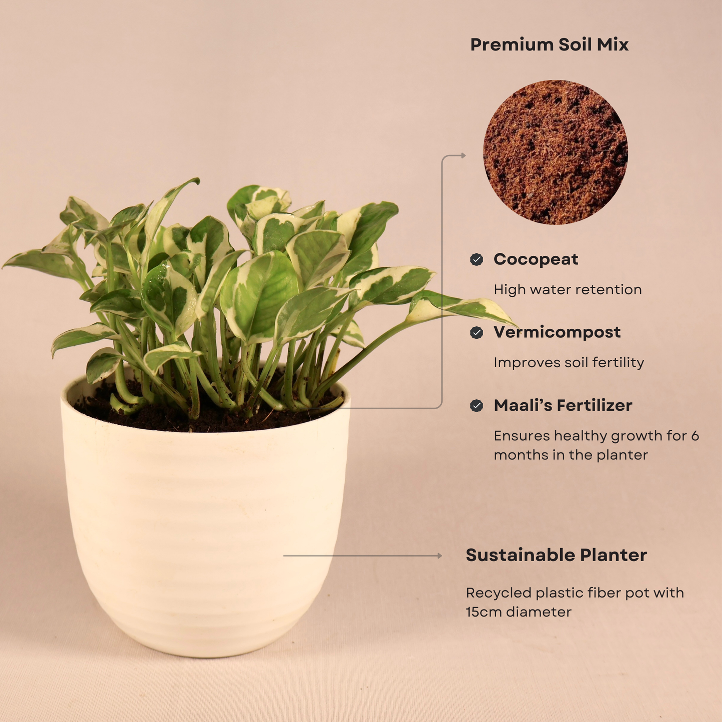 N’Joy Money Plant (small) + 11cm White Recycled Plastic Planter