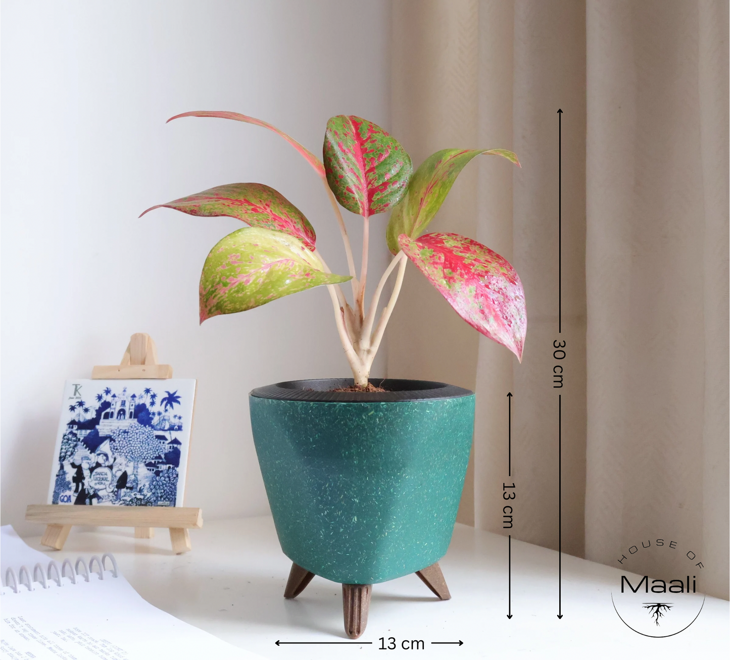 Aglaonema - Star Dust + 13cm Green Self-watering Desk Planter