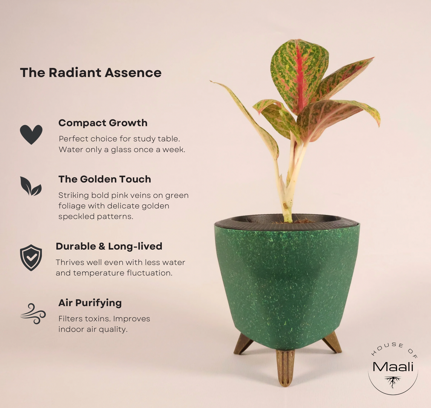Aglaonema - Golden Powder + 13cm Green Self-Watering Recycled Plastic Planter