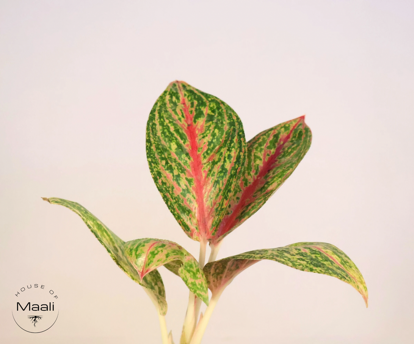 Aglaonema - Golden Powder + 13cm Green Self-Watering Recycled Plastic Planter