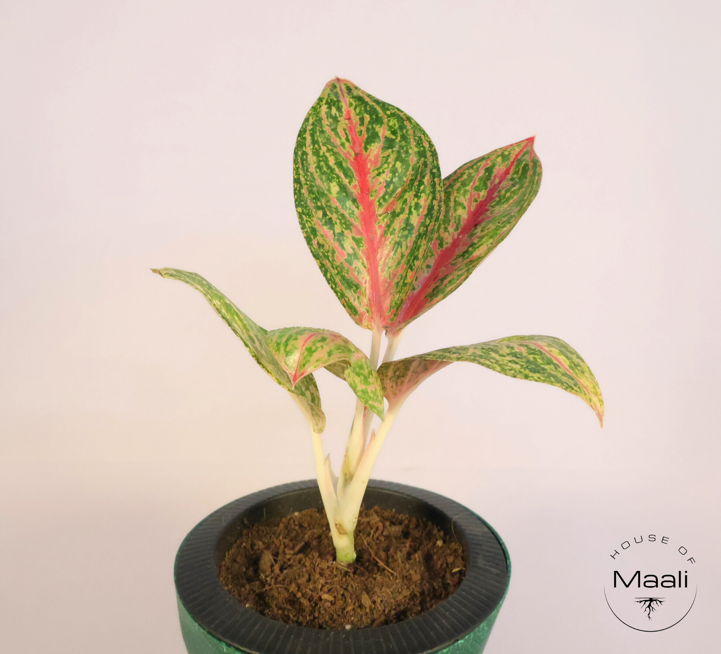 Aglaonema - Golden Powder + 13cm Green Self-Watering Recycled Plastic Planter